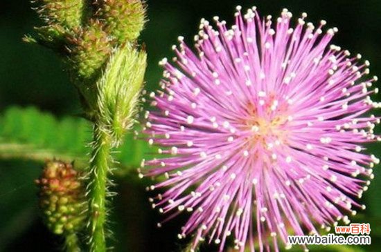 会开花的花草有哪些?盘点四种会开花的花草