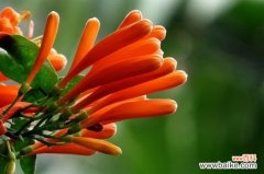 炮仗花怎么过冬？4个步骤炮仗花可安全越冬