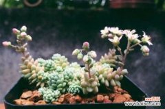 姬星美人开花吗，开粉白颜色小花