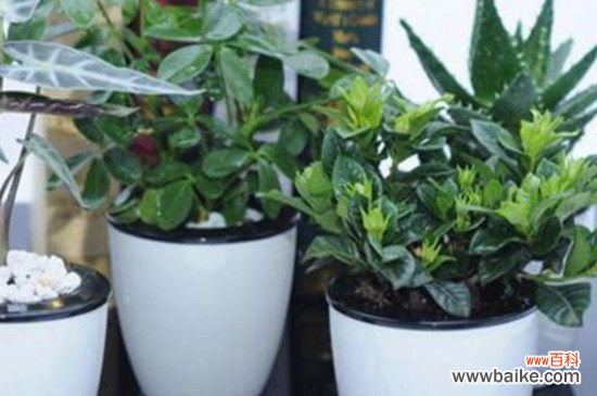 懒人花盆怎么用？懒人花盆的使用方法