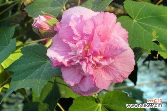 芙蓉花叶怎样生根?芙蓉花叶生根的方法