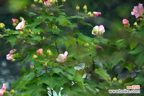 芙蓉花叶怎样生根?芙蓉花叶生根的方法