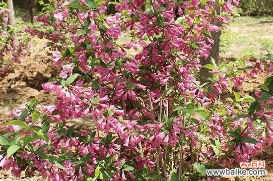 锦带几年开花？锦带需2～3年才会开花