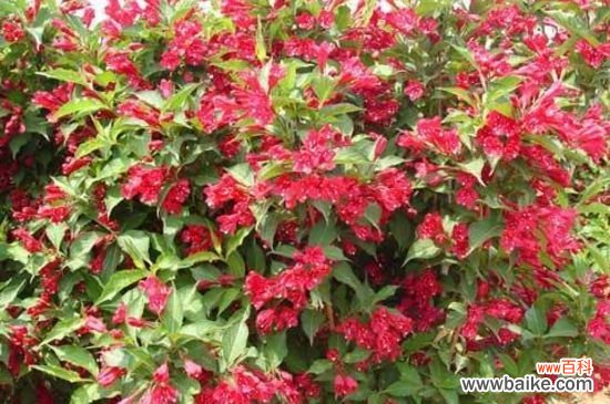 锦带用什么树可以嫁接