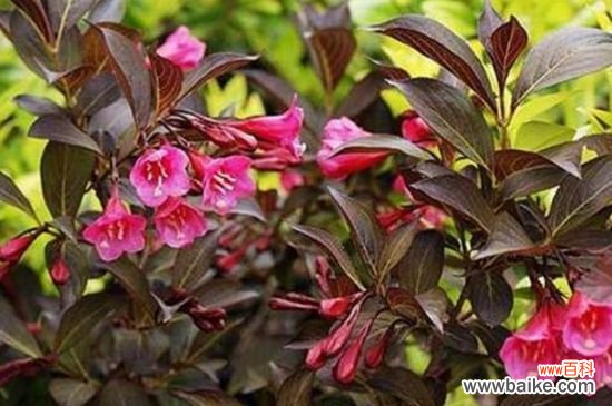 锦带用什么树可以嫁接