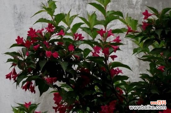 锦带用什么树可以嫁接