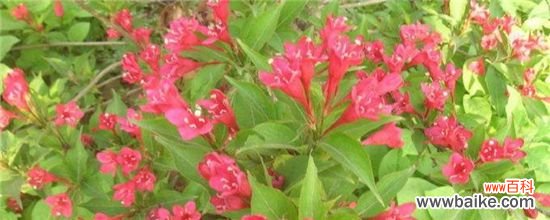 锦带用什么树可以嫁接