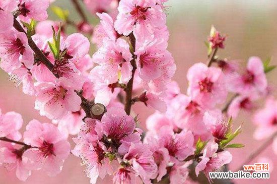 桃花属于什么花