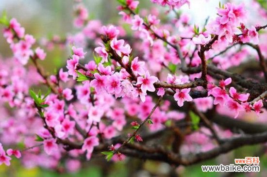 桃花属于什么花