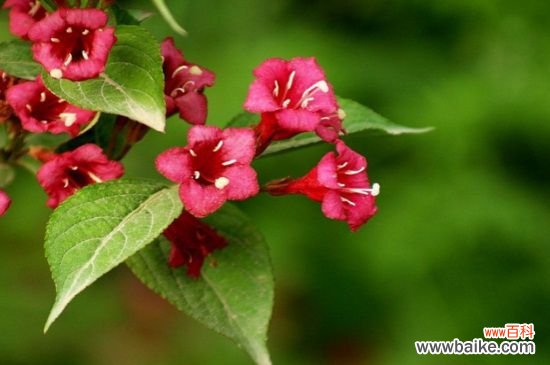 锦带花种子怎么种?4个步骤播种锦带花种子