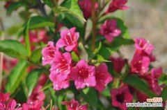 锦带花种子怎么种？4个步骤播种锦带花种子