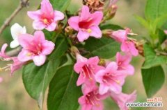 锦带花什么时候开花？春末4～6月开花