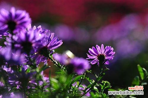 以花语为线索 荷兰菊花语