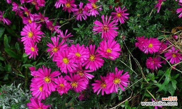 以花语为线索 荷兰菊花语