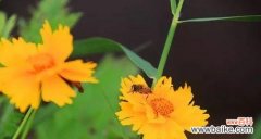 以花语为线索 荷兰菊花语