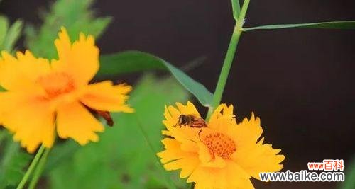 以花语为线索 荷兰菊花语