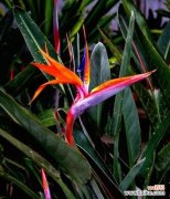 唤醒内心的宁静和美好 鹤望兰花语之美