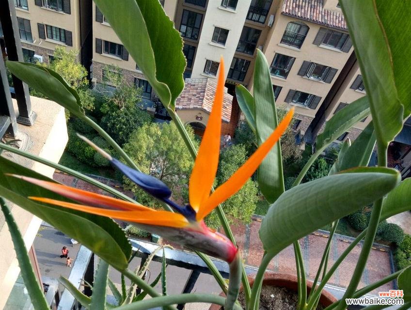 探寻鹤望兰之美 以鹤望兰代表意思——追求美好与自由的象征