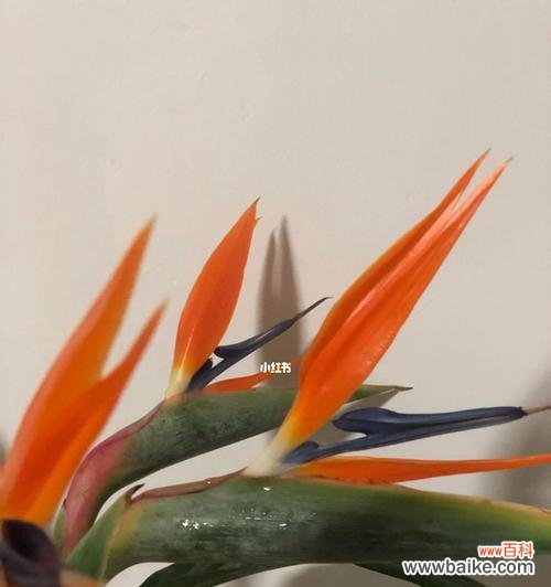 探寻鹤望兰之美 以鹤望兰代表意思——追求美好与自由的象征