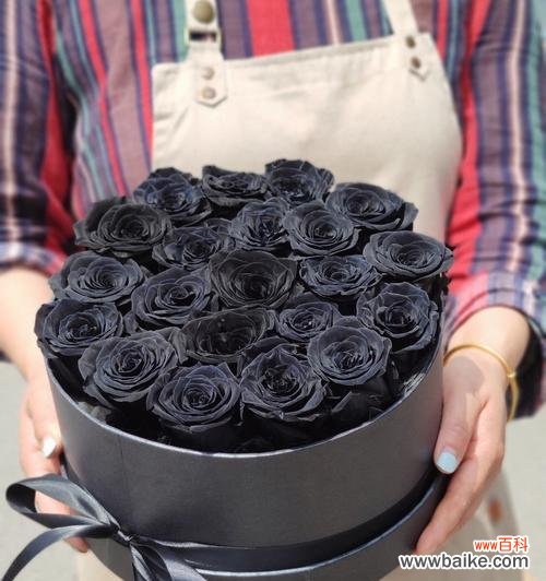 探索黑玫瑰的寓意与历史渊源 黑玫瑰的象征意义与文化传承