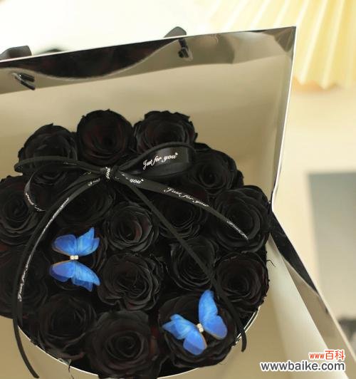 探索黑玫瑰的寓意与历史渊源 黑玫瑰的象征意义与文化传承