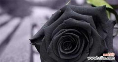 解读黑玫瑰的象征与意义 探秘黑玫瑰花语的真正含义
