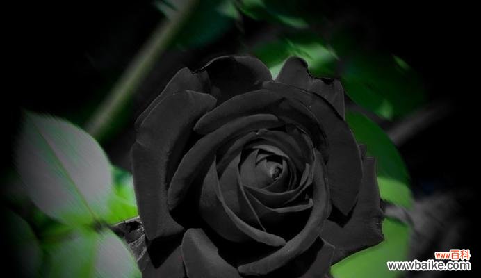 一朵幽暗的爱之花 黑玫瑰花语与寓意