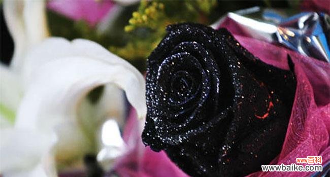 黑玫瑰的寓意与象征——深情 黑玫瑰