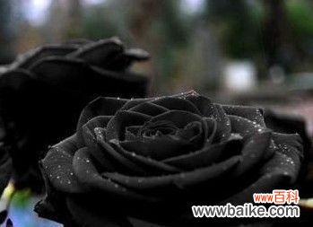 黑玫瑰的寓意与象征——深情 黑玫瑰