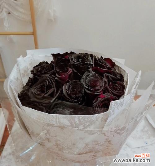 揭开黑玫瑰花语的神秘面纱 黑玫瑰花语与其神秘魅力