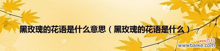 揭开黑玫瑰花语的神秘面纱 黑玫瑰花语与其神秘魅力