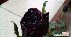 黑玫瑰的花语解读及其各种寓意 黑玫瑰花语