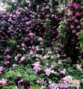 黑蔷薇花语解读 黑蔷薇花语的意义及象征——揭秘黑蔷薇的神秘面纱