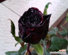 传递神秘与激情的花束——探寻黑玫瑰的深意 以黑玫瑰花语适合送给谁