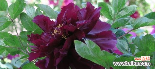 黑牡丹花语的秘密解读与传奇 黑牡丹花语