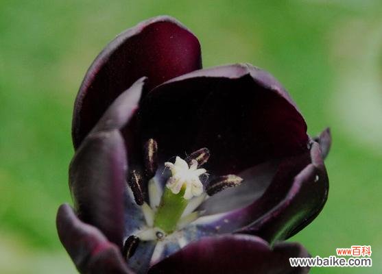 黑牡丹花语的秘密解读与传奇 黑牡丹花语