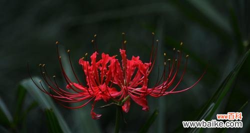 揭开黑色彼岸花的神秘面纱 黑色彼岸花