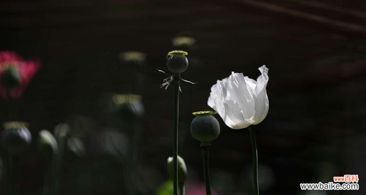 探索黑色桔梗花的深邃内涵 黑色桔梗花语的意义与传承