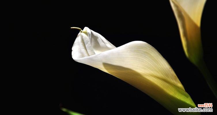 探索黑色马蹄莲的美丽花语 黑色马蹄莲的神秘之花