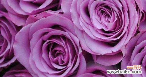 紫色玫瑰代表什么?紫色玫瑰花语的含义是什么?