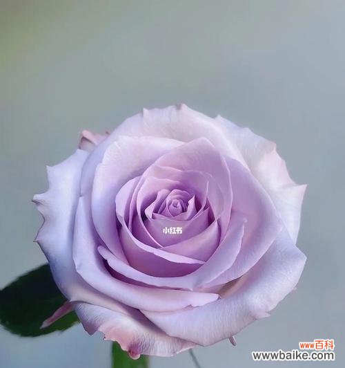 紫色玫瑰代表什么?紫色玫瑰花语的含义是什么?