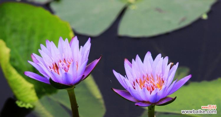 紫色睡莲的花语是什么？如何用它表达爱意？