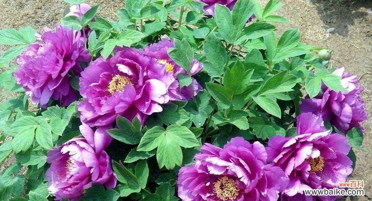 紫色牡丹花代表什么?它的象征意义有哪些?