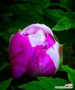 紫色牡丹花代表什么？它的象征意义有哪些？