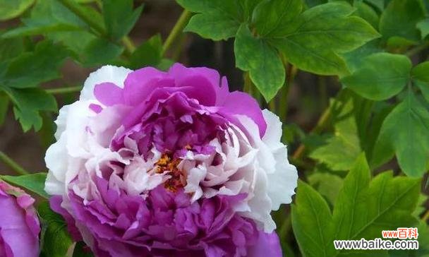 紫色牡丹花代表什么?它的象征意义有哪些?