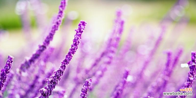 紫色薰衣草代表什么？花语和寓意有哪些？