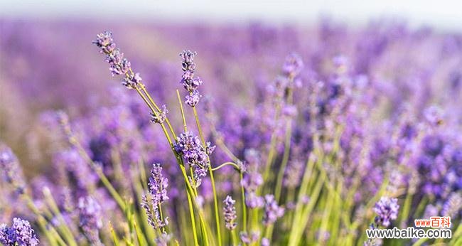 紫色薰衣草代表什么含义？花语背后的故事是什么？