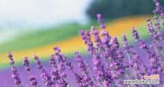 紫色薰衣草代表什么含义？花语背后的故事是什么？