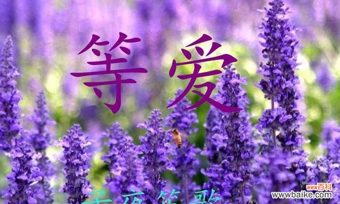 紫色薰衣草花语有哪些寓意？它代表了什么含义？