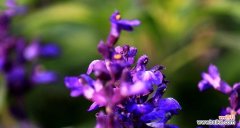 紫色薰衣草花语有哪些寓意？它代表了什么含义？